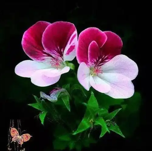 中老年头像大全:适合女人的吉利好运微信花朵风景头像