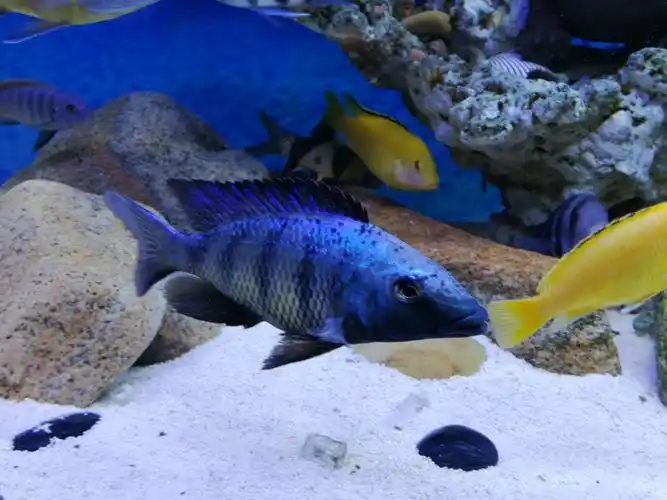 三湖鲷 - 三湖慈鲷玩家 - 龙巅三湖慈鲷