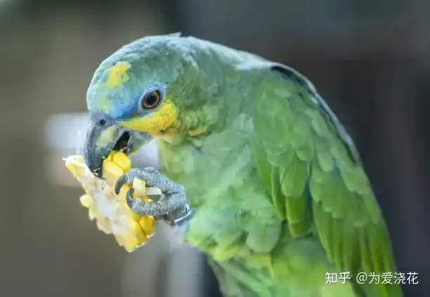 世界上会说话的鸟 十种最会模仿人类说话的鸟 非洲灰鹦鹉说话能力最强