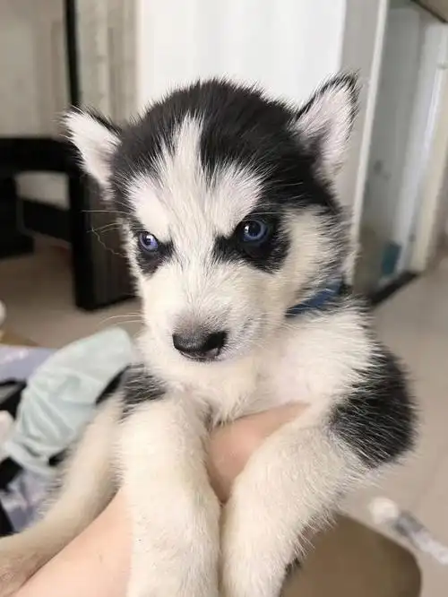 哈士奇幼崽有偿领养长沙