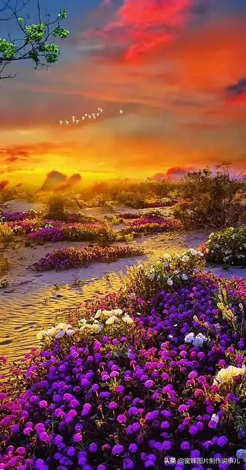 壁纸图片 风景 绿色 养眼(大自然美景)