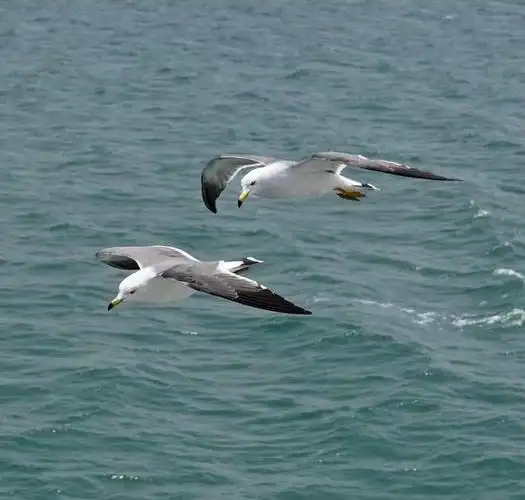 摄影欣赏海鸥与大海