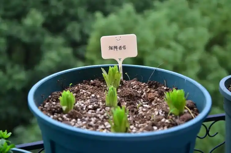 2020在学校种的一些植物