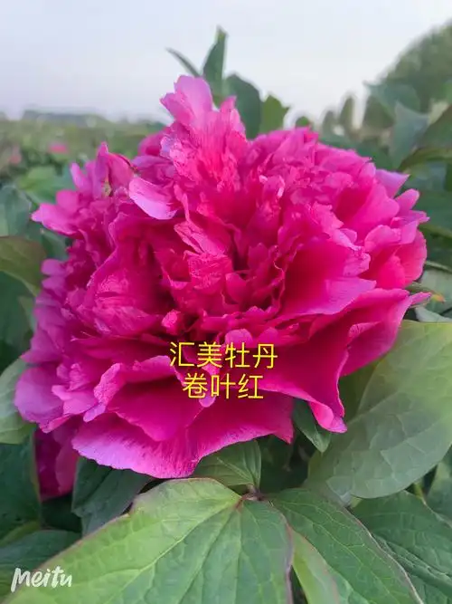 汇美牡丹【卷叶红】菏泽花农自产自销 正品对版 2021年秋天发货