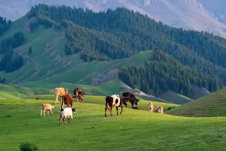 即便阿勒泰已经美得像梦一样了,但是北疆的夏日天花板不是它!