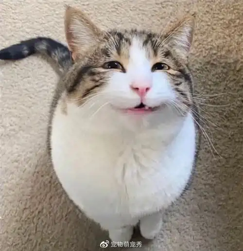 准备了一些搞笑宠物图片,请收下今日份的小开心,一起来看看这些沙雕萌