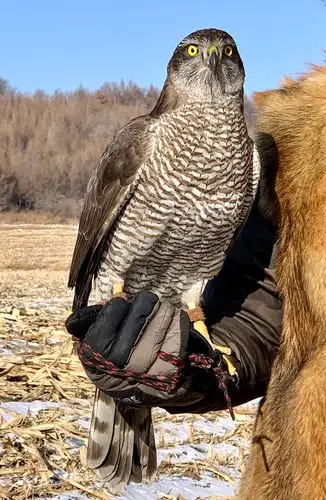 游隼苍鹰草原雕