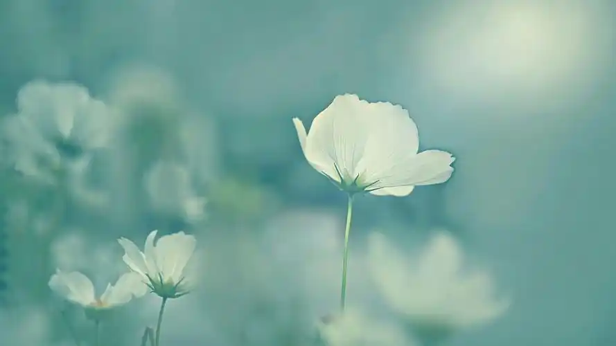 洋甘菊树桩小清新桌面壁纸壁纸