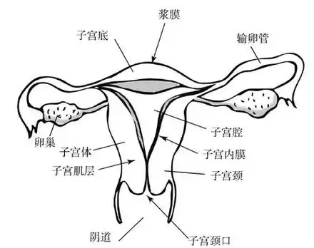 子宫情事第一回 含而不露镇中堂:子宫的解剖和生理白描 - 好大夫在线
