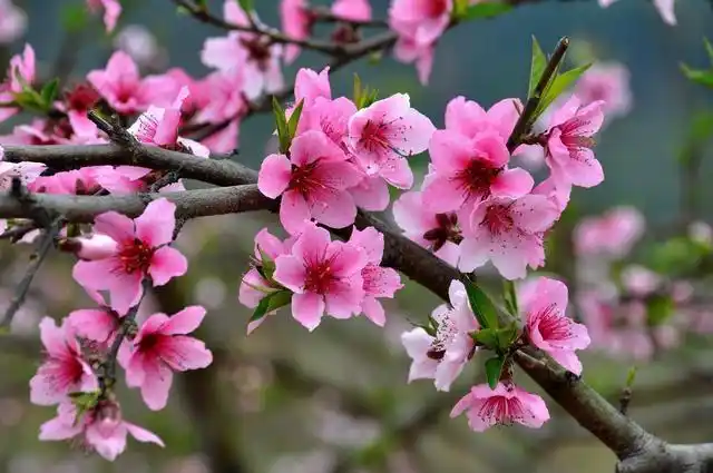 美丽的桃花,在我心中,你是一朵最初绽放的花