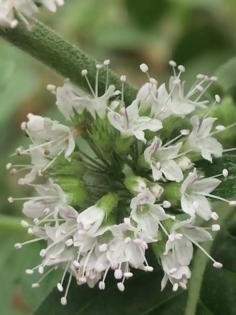 你没想到吧!薄荷开花也会这么漂亮.