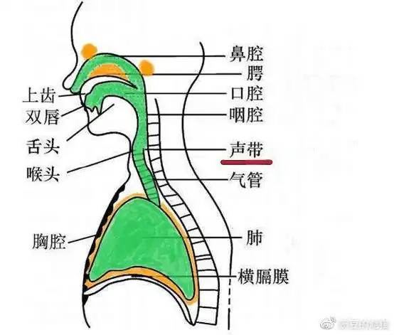 那么我们唱歌时候的嗓音也一定是由于摩擦产生了震动,而震动产生了