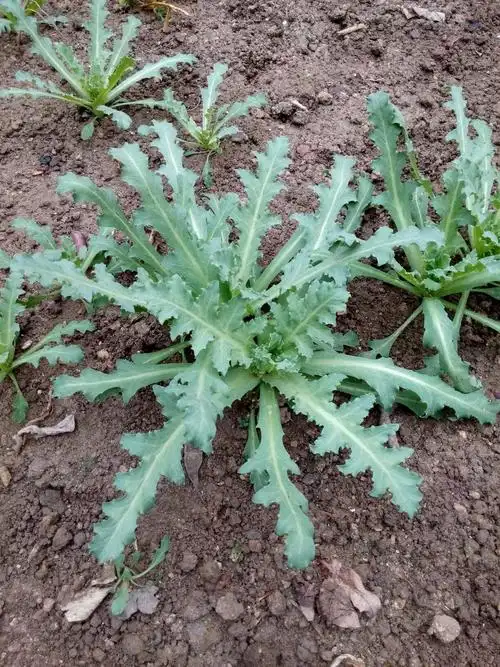 传说中的大烟的幼苗. - 花粉随手拍库 花粉俱乐部