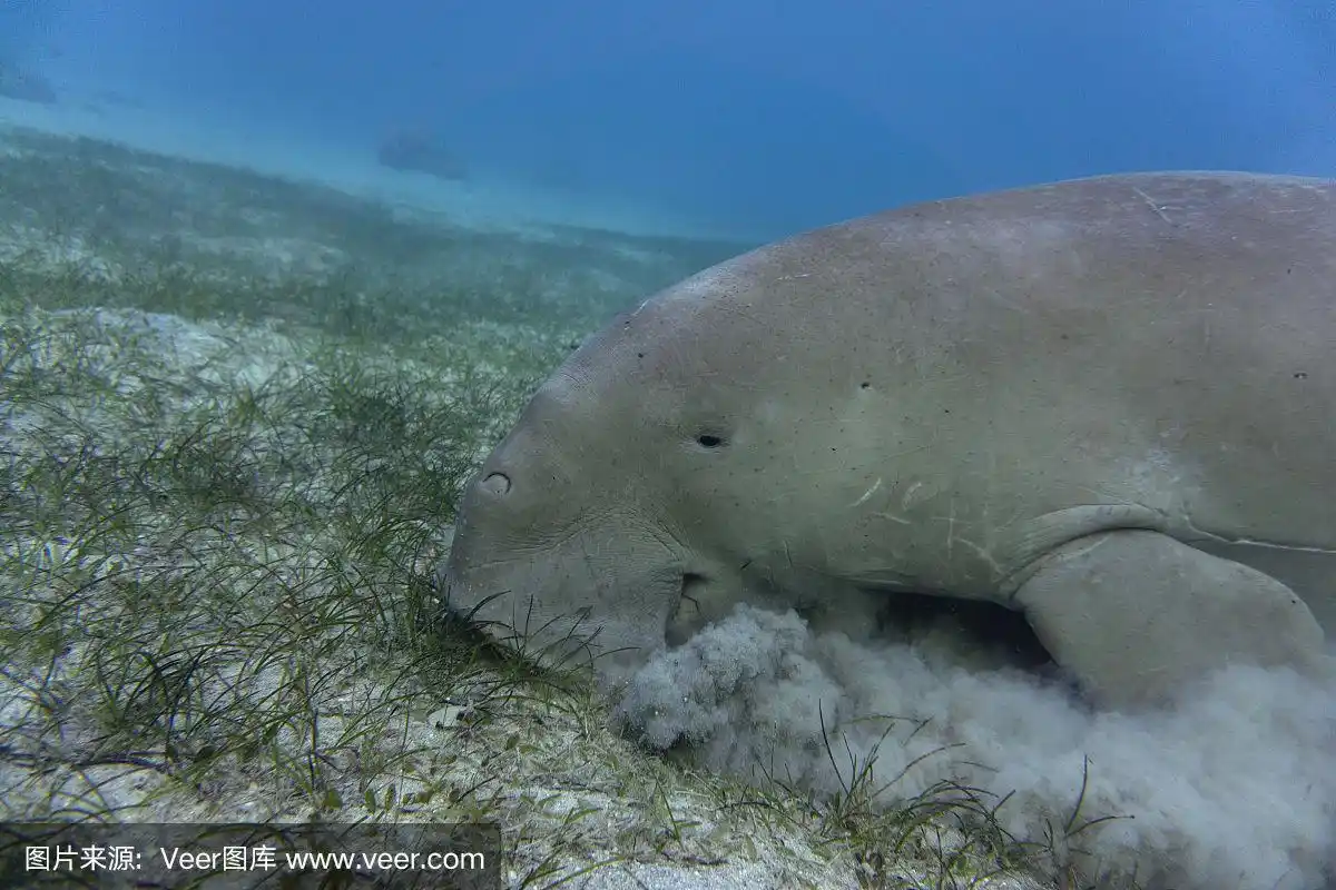 海牛在海底吃海草.