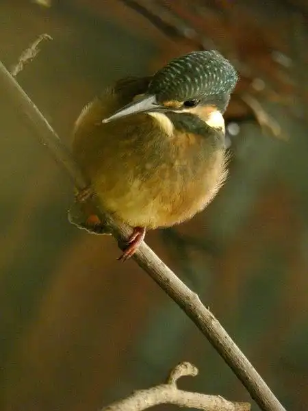 x星战要咸掉!的相册-翠鸟雏鸟 in 磨山东湖公园