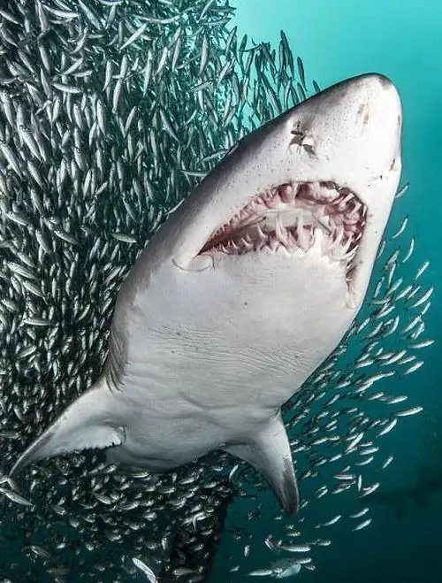 鲨鱼被"美食"包围 没食欲优雅离去