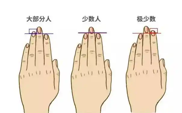 手指的长短预示着你是什么命 原来上天早有安排