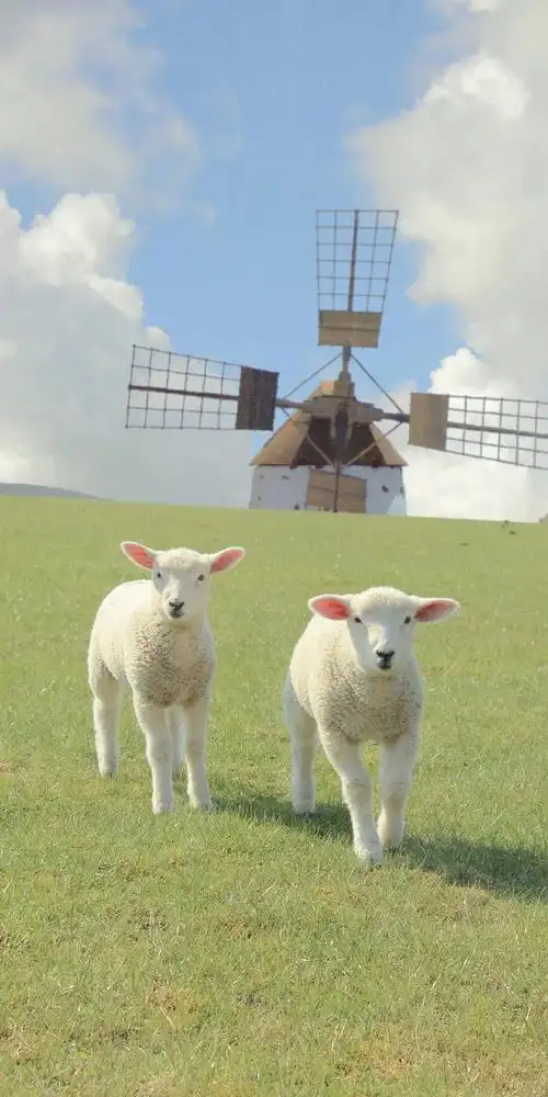 有没有可爱小羊的头像壁纸呀!