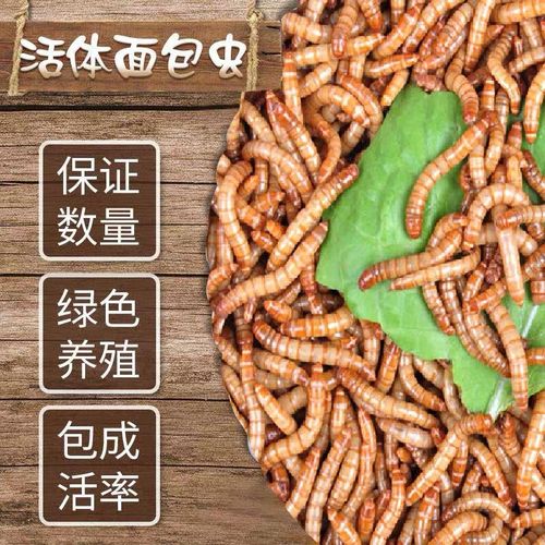 大麦虫活体黄粉面包虫龙鱼八哥守宫画眉鸟吃的虫子幼鸟百灵鸟食物