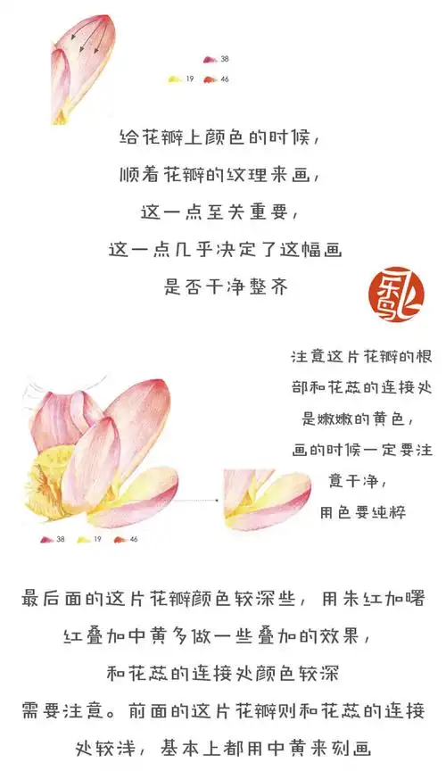 飞乐鸟彩铅教程荷花6