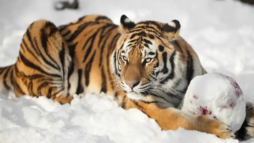 百兽之王冬季雪中老虎图片_霸气老虎雪中摄影_动物壁纸