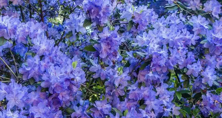 蓝色杜鹃花是什么品种