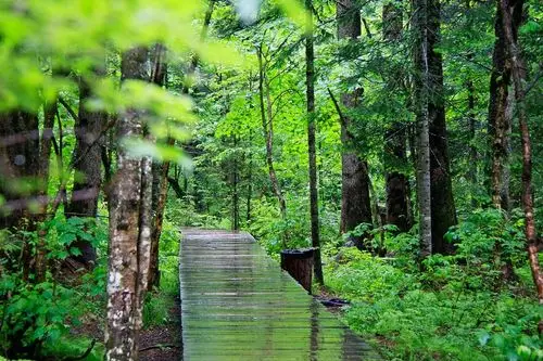 长白山原始森林