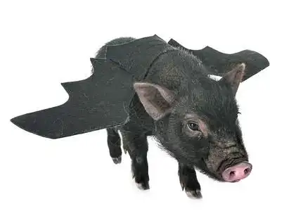 白色背景面前的蝙蝠维代名猪图片素材