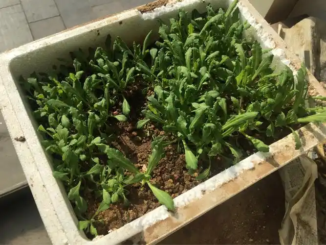 【济南历城洪家楼】【严打快讯】依法查处罂粟幼苗