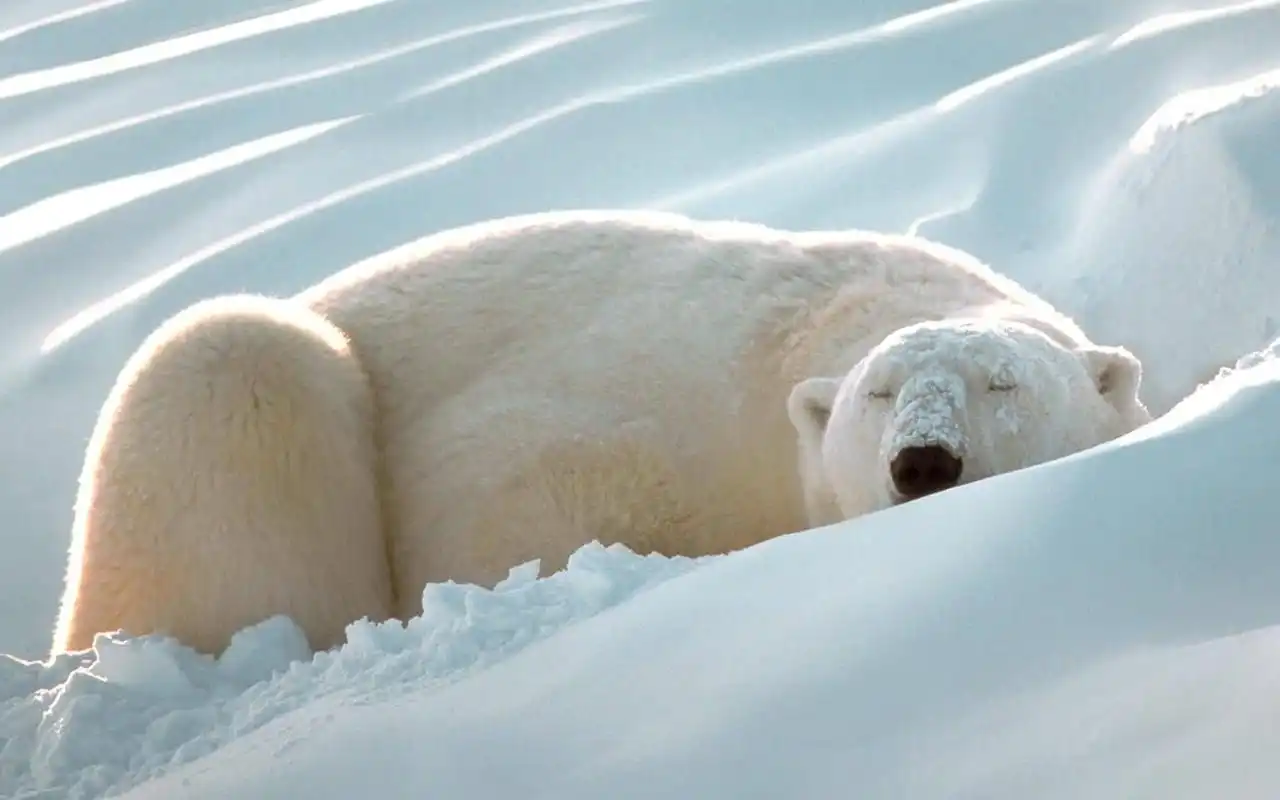 大雪中嬉戏的可爱北极熊高清图片雪中动物桌面壁纸下载第二辑