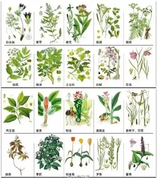 148种中草药图,看看身边的中药究竟有哪些?