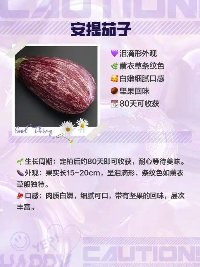 茄子品种推荐:哪款是你的心头好?