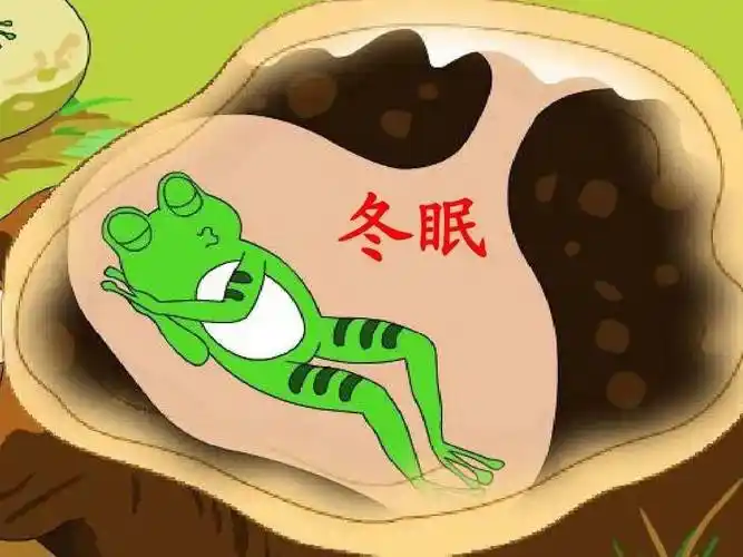 青蛙冬眠当天气变得非常寒冷时,许多两栖动物都会进入一种睡眠状态,即