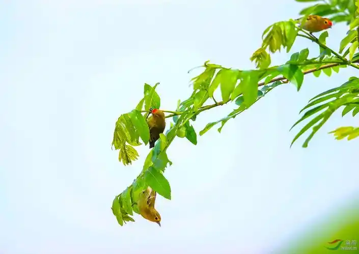 春风吹佛柳叶绿,火冠随风藏而露