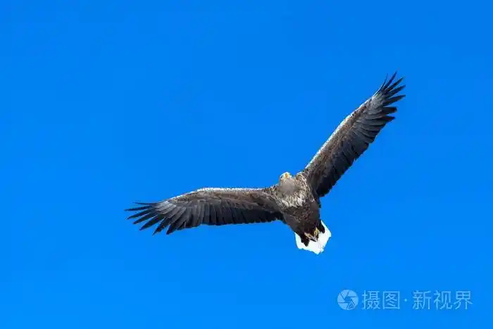 飞行中的白尾鹰,日本北海道蓝天上的飞鹰,日出时鹰的剪影,雄伟的海鹰
