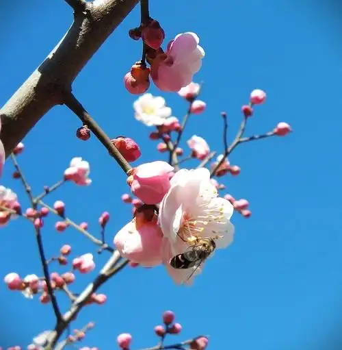 在最好的时候遇见最美的你 十梅庵的梅花(一)