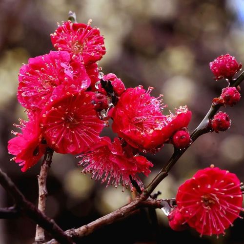 庭院红梅花树苗地栽盆栽耐寒冬季开花卉植物浓香原生高杆骨里红梅