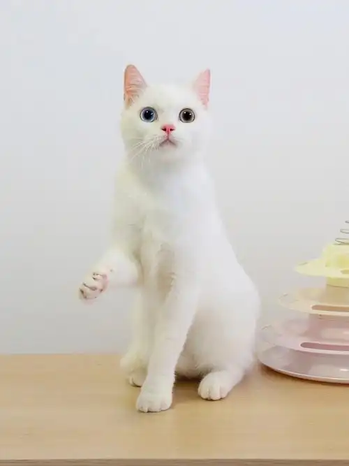 异瞳猫  #鸳鸯眼  #英短  #吸猫  #我家宠物好可爱  #英国短毛猫