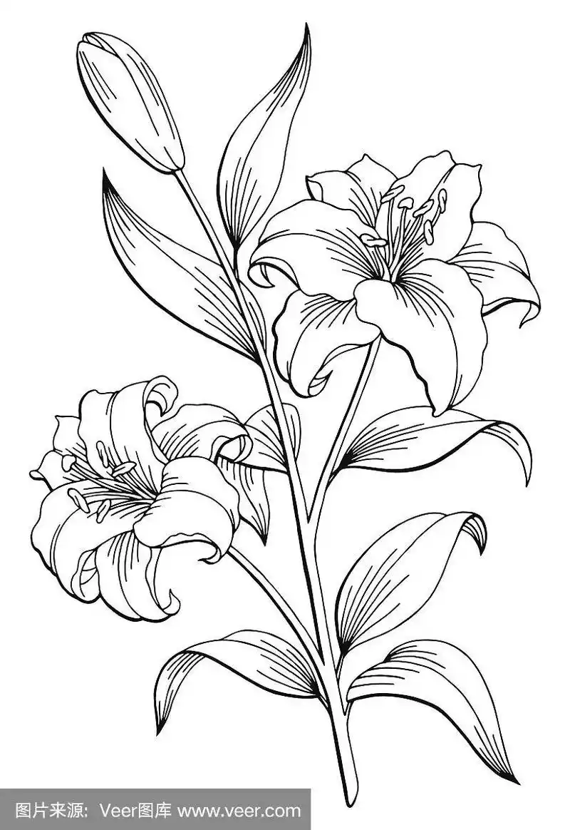 百合花图形黑白孤立素描插图矢量