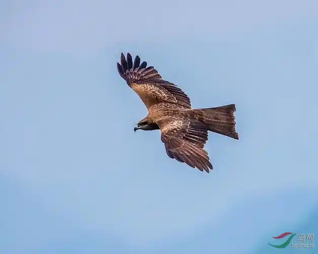 抓拍飞翔中的鹰