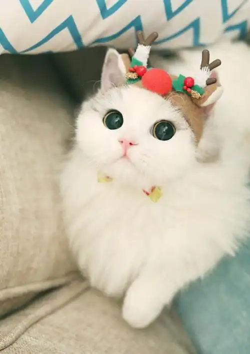 【】可爱的小猫咪!