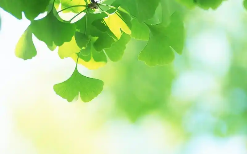 小清新绿色银杏叶子,高清图片,植物壁纸-回车桌面