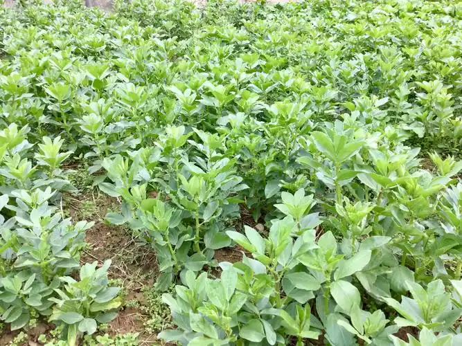 郊外的一片绿菜! - 美篇