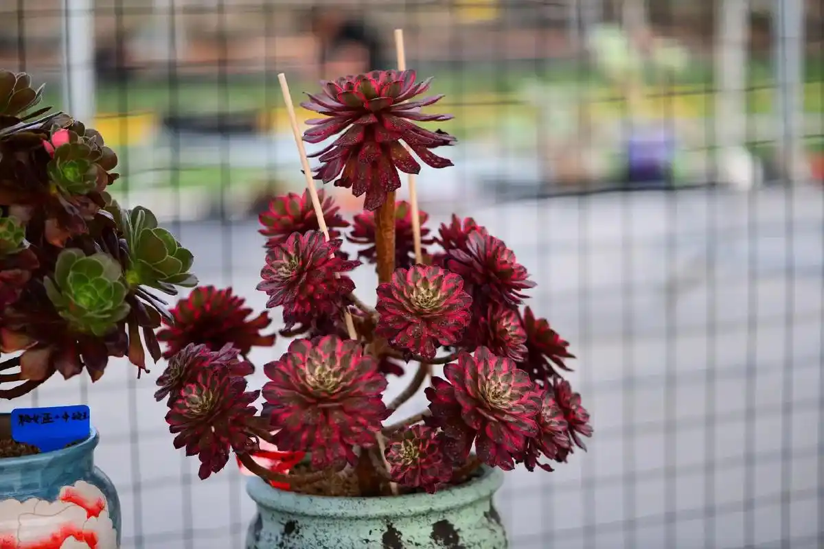 紫霞仙子法师(紫霞),红覆轮变异,叶片颜色相 - 抖音