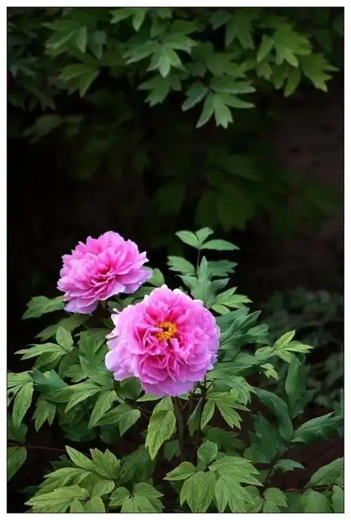 最美花草图片大全高清(手机屏保花草图片大全高清)-措必培