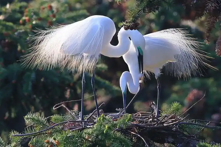 高贵大气的白鹭