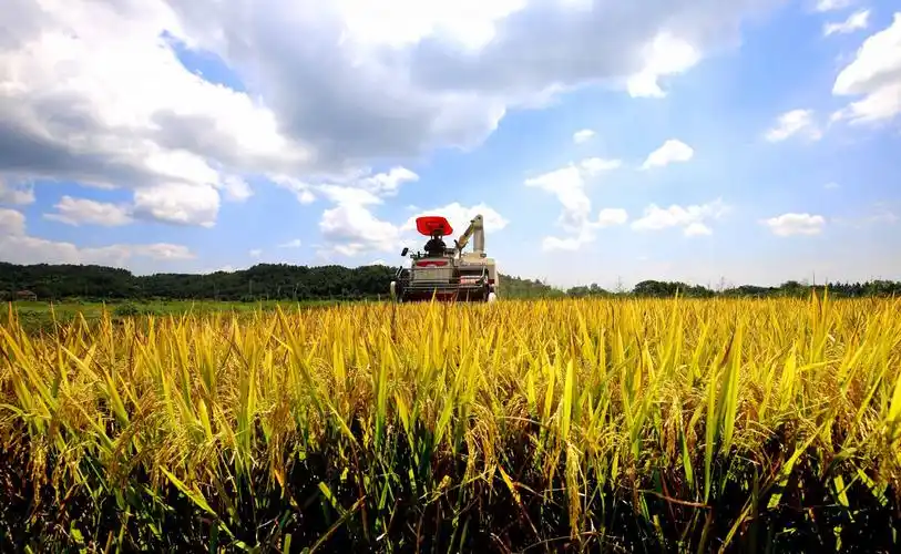 江西靖安:色彩斑斓丰收图