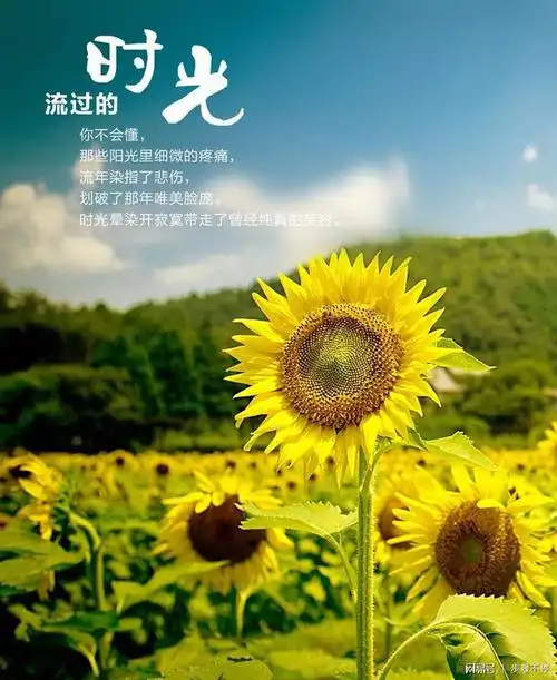 我们慢慢长大慢慢变化,心灵会被时光蒙上灰尘,追逐的东西也不再那么