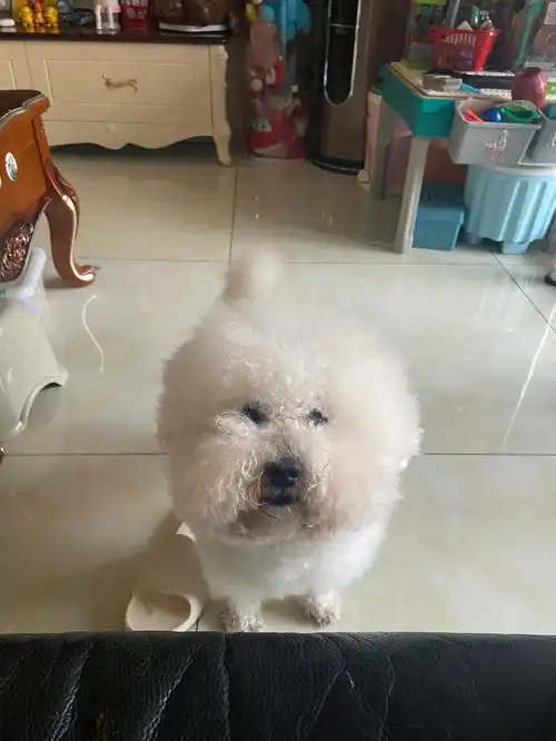 最近发现它牙齿不好,断了一些,不知道比熊寿命多长…#比熊 #宠物  #养