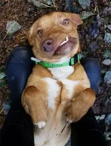 畸形的狗狗,神似"毕加索".